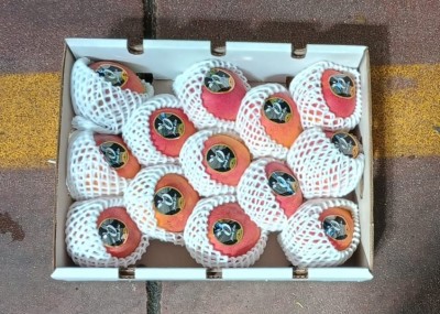 Foto Mango Via Aerea Calibro 12 Origine Messico Marchio Battaglio  3