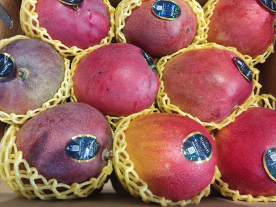 Foto Mango Via Aerea Origine Brasile Marchio Battaglio 2