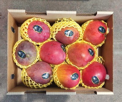 Foto Mango Via Aerea Origine Brasile Marchio Battaglio 3