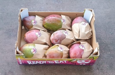 Foto Mango Varietà Palmer Calibro 8 Origine Spagna Marchio Ready  1