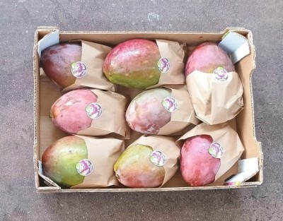 Foto Mango Varietà Palmer Calibro 8 Origine Spagna Marchio Ready  3