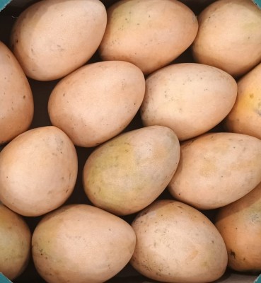 Foto Mango Gota Calibro 9 Origine Repubblica Domenicana Marchio Grand Valle  2