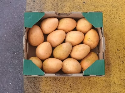 Foto Mango Gota Calibro 9 Origine Repubblica Domenicana Marchio Grand Valle  3