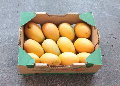 Foto Mango Giallo Calibro 12 Origine Repubblica Domenica Marchio Mangoes  1