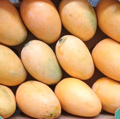 Foto Mango Giallo Calibro 12 Origine Repubblica Domenica Marchio Mangoes  2