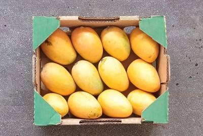 Foto Mango Giallo Calibro 12 Origine Repubblica Domenica Marchio Mangoes  3