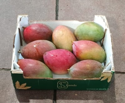 Foto Mango Palmer Calibro 7/9 Origine Brasile Marchio Slands 1