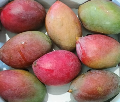 Foto Mango Palmer Calibro 7/9 Origine Brasile Marchio Slands 2