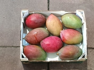 Foto Mango Palmer Calibro 7/9 Origine Brasile Marchio Slands 3
