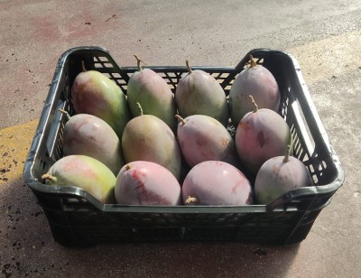 Foto Mango Osteen Origine  Spagna Marchio Prados 1