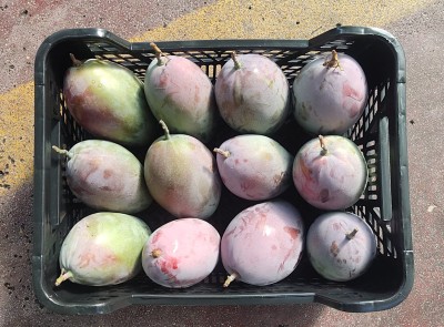 Foto Mango Osteen Origine  Spagna Marchio Prados 2