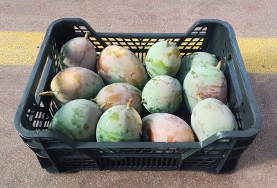 Foto Mango Varietà Keit Origine Spagna Marchio Pados       1