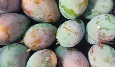 Foto Mango Varietà Keit Origine Spagna Marchio Pados       2