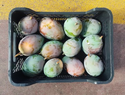 Foto Mango Varietà Keit Origine Spagna Marchio Pados       3