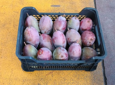Foto Mango Varietà Osteen  Origine Spagna Marchio Agriroma 1