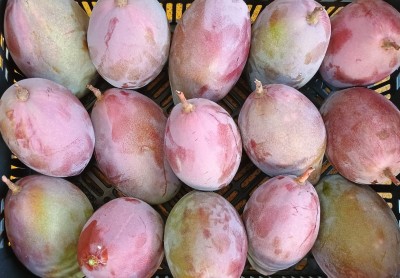 Foto Mango Varietà Osteen  Origine Spagna Marchio Agriroma 2