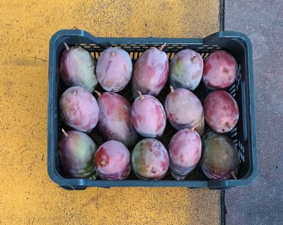 Foto Mango Varietà Osteen  Origine Spagna Marchio Agriroma 3