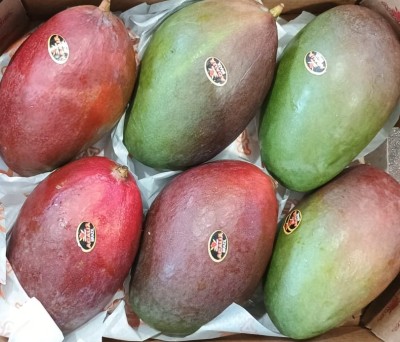 Foto Mango Varietà Palmer Calibro 7/9 Origine Brasile Marchio Acaua 2