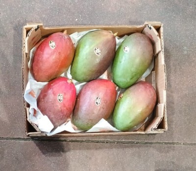 Foto Mango Varietà Palmer Calibro 7/9 Origine Brasile Marchio Acaua 3