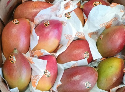 Foto Mango Varietà Palmer Calibro 12 Origine Brasile Marchio Acaua             2