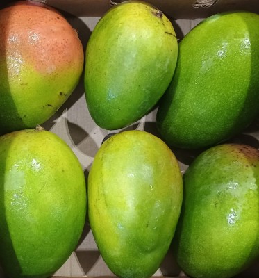 Foto Mango Varietà Keint Origine Brasile Marchio Sebastiao 2