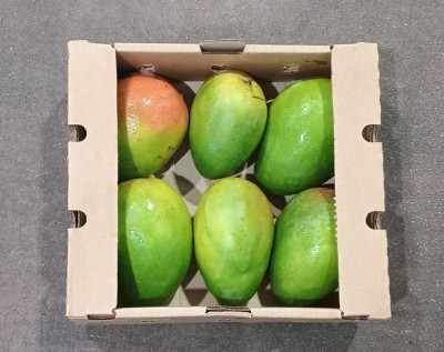 Foto Mango Varietà Keint Origine Brasile Marchio Sebastiao 3
