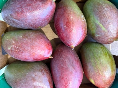 Foto Mango Palmer Calibro 7/9 Origine Brasile Marchio Sebastiao 2