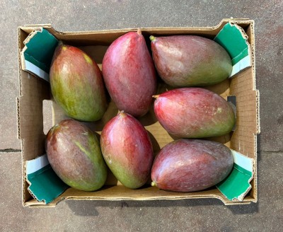 Foto Mango Palmer Calibro 7/9 Origine Brasile Marchio Sebastiao 3