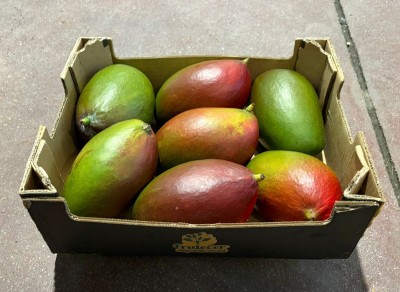 Foto Mango Palmer Calibro 7/9 Origine Brasile Marchio Frutecer    1