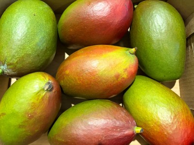 Foto Mango Palmer Calibro 7/9 Origine Brasile Marchio Frutecer    2