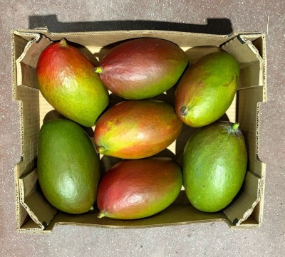 Foto Mango Palmer Calibro 7/9 Origine Brasile Marchio Frutecer    3