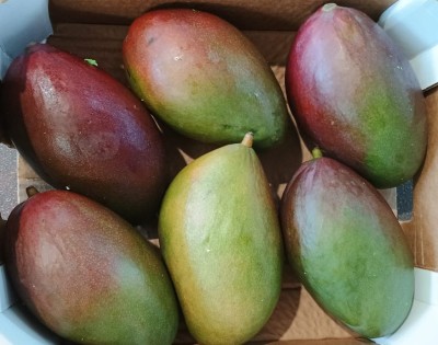 Foto Mango Varietà Palmer Calibro 7/9 Origine Brasile Marchio Upa  2