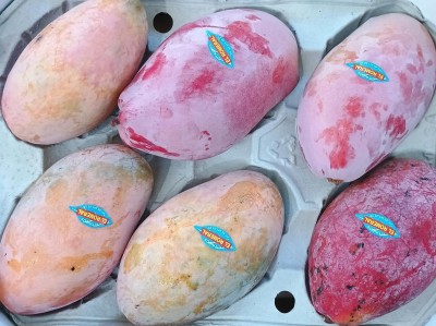 Foto Mango Varietà Mangosteen Calibro 6 Origine Spagna Marchio El Romeral 2