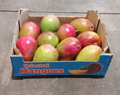 Foto Mango Varietà Tommy Calibro 9 Origine Brasile Marchio Selected Mangoes  1