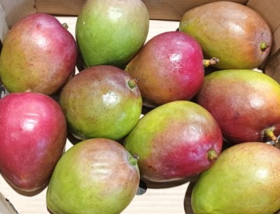 Foto Mango Varietà Tommy Calibro 9 Origine Brasile Marchio Selected Mangoes  2