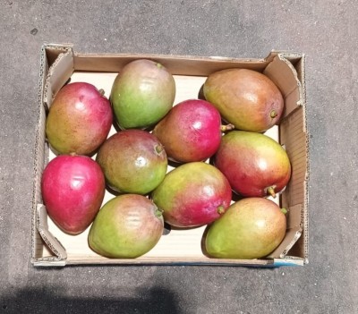 Foto Mango Varietà Tommy Calibro 9 Origine Brasile Marchio Selected Mangoes  3