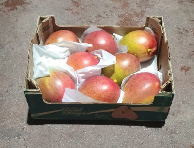 Foto Mango Varietà Kent Calibro 10 Origine Perù Marchio Select Mangoes 1