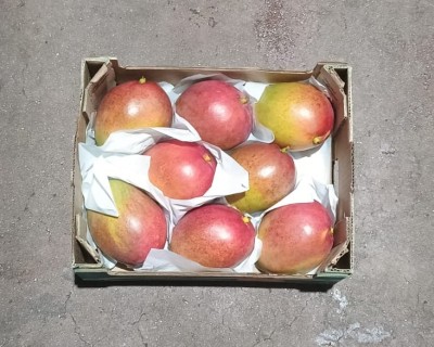 Foto Mango Varietà Kent Calibro 10 Origine Perù Marchio Select Mangoes 3