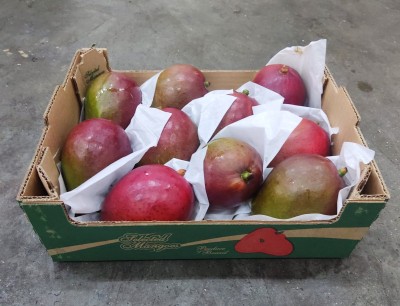 Foto Mango Tommy calibro 10 Origine Brasile Marchio Selected Mangoes 1