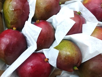 Foto Mango Tommy calibro 10 Origine Brasile Marchio Selected Mangoes 2