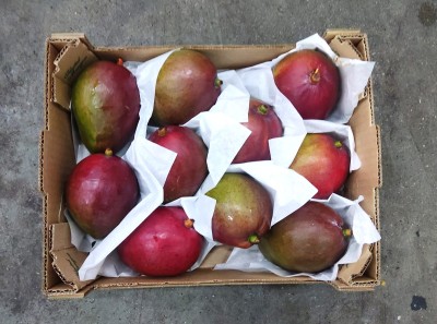 Foto Mango Tommy calibro 10 Origine Brasile Marchio Selected Mangoes 3