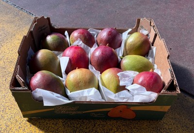 Foto Mango Tommy Calibro 12 Origine Brasile Marchio Selected          1