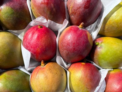 Foto Mango Tommy Calibro 12 Origine Brasile Marchio Selected          2