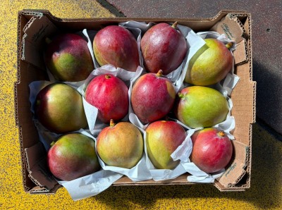 Foto Mango Tommy Calibro 12 Origine Brasile Marchio Selected          3