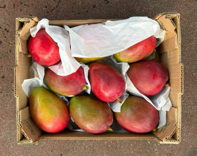 Foto Mango Tommy  Calibro 8/10 Origine Brasile Marchio Selected Mangoes 3