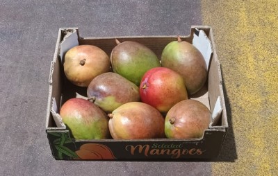 Foto Mango Tommy Calibro 8 Origine Brasile Marchio Selected Mangoes 1