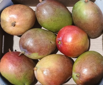 Foto Mango Tommy Calibro 8 Origine Brasile Marchio Selected Mangoes 2