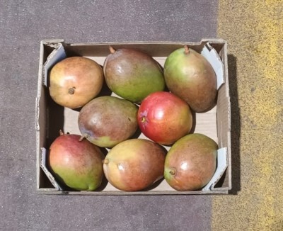 Foto Mango Tommy Calibro 8 Origine Brasile Marchio Selected Mangoes 3