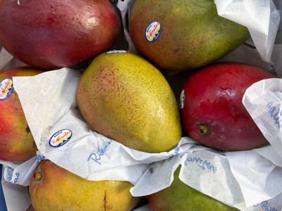 Foto Mango Tommy Calibro 7/9 Origine Brasile Marchio Riofrutas             2