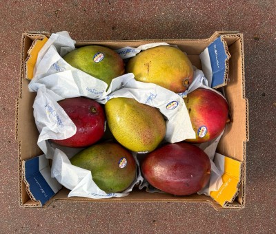 Foto Mango Tommy Calibro 7/9 Origine Brasile Marchio Riofrutas             3